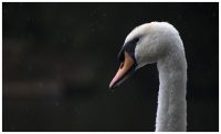 Swan in the rain